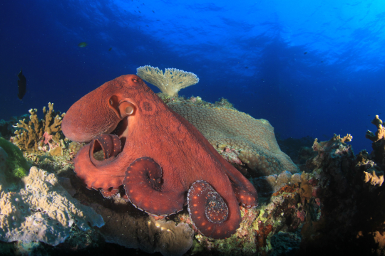 Pieuvre sur un corail dans l'océan.