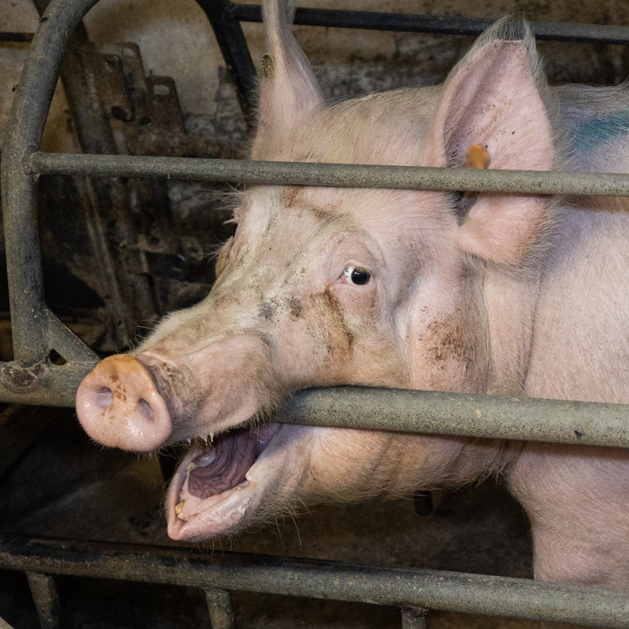 Gros plan sur le visage d'une truie mordant le barreau de sa cage