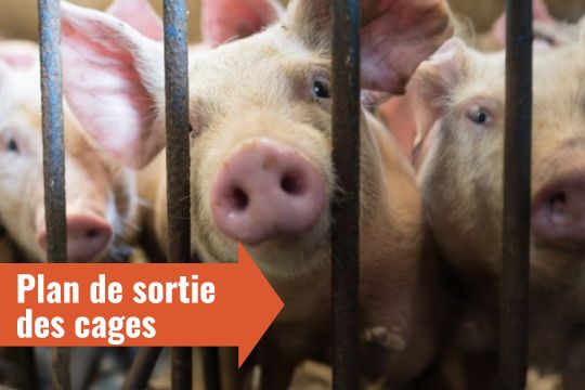 cochons derrière les barreaux d'une cage avec plan de sortie des cages écrit dans une flèche rouge