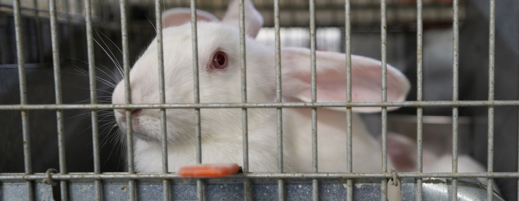 Lapin derrière les barreaux de sa cage