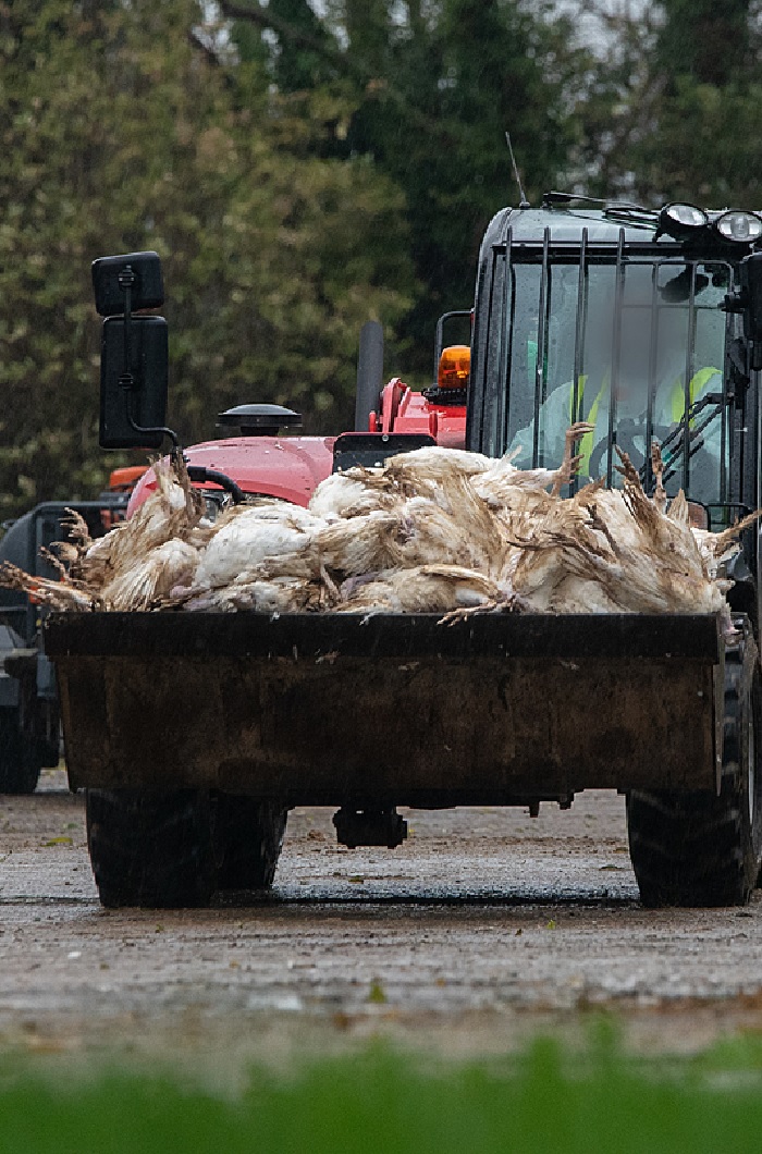 cadavres de poules dans un camion