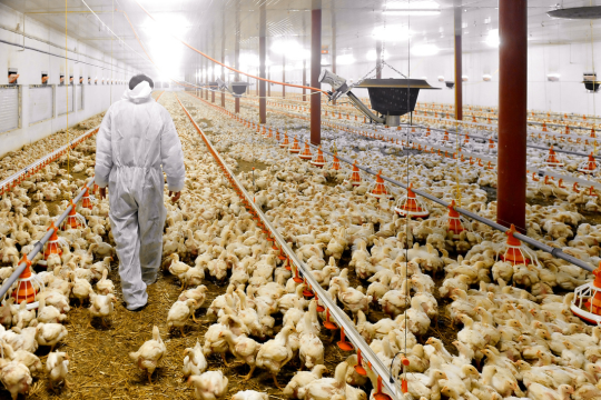 Poulets entassés dans un batiments avec une personne en combinaison blanche qui passe parmi eux.