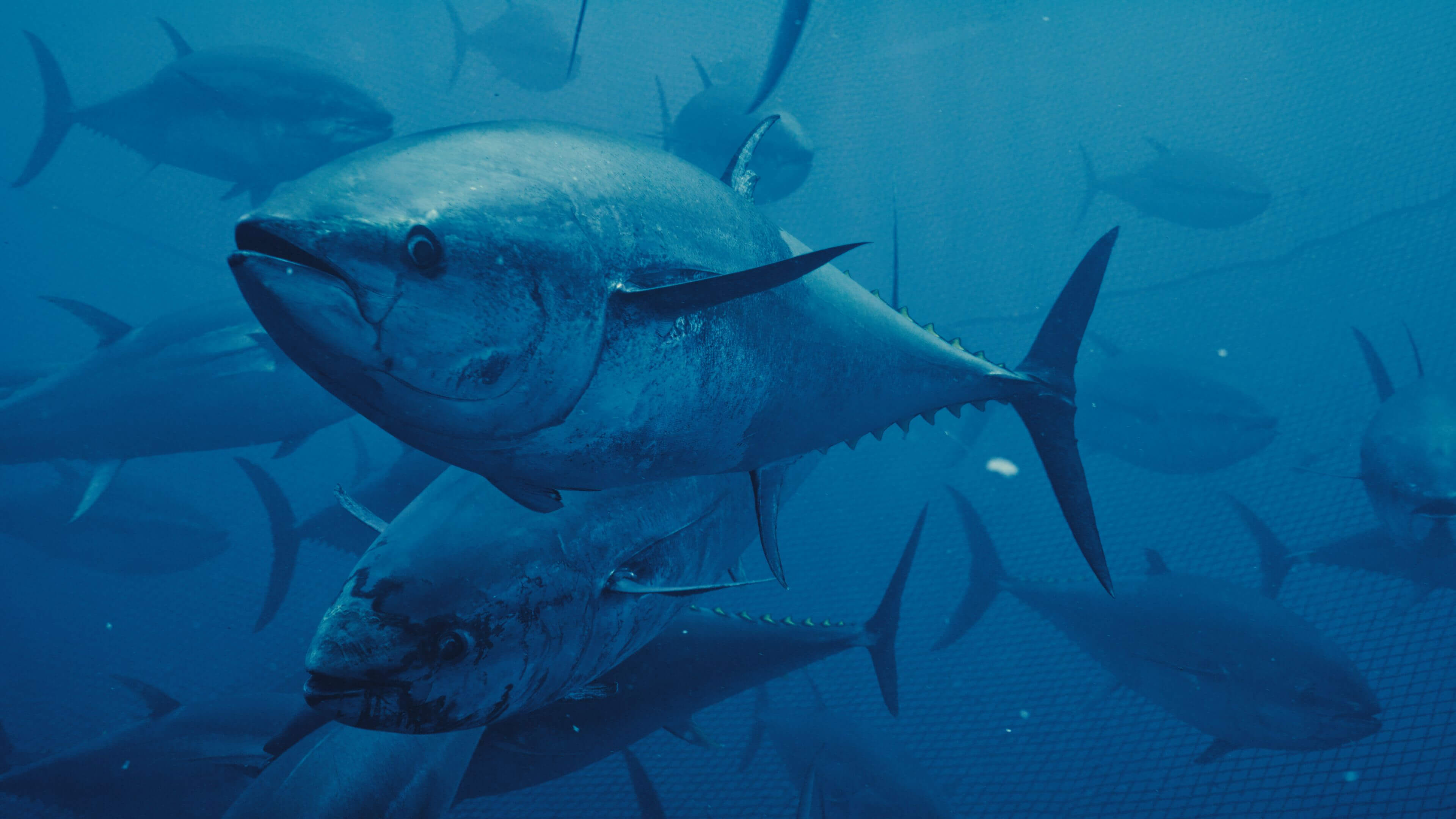 Thons en cage en pleine mer.