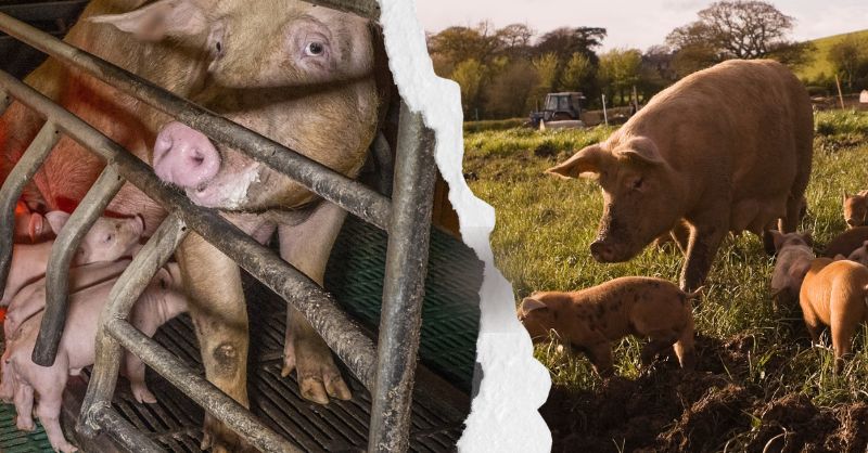 Truie en liberte avec ses porcelets vs truie en cages avec ses porcelets
