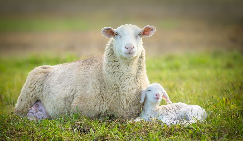 Une brebis et un agneau dans une prairie
