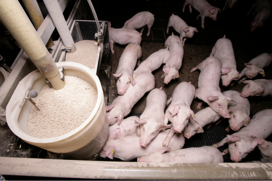 Cochons dans un enclos se ruant sur le dirtibuteur d'aliments.