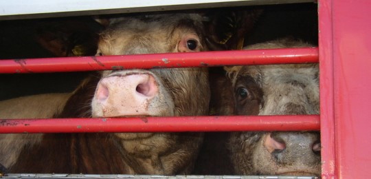 Cow SLT