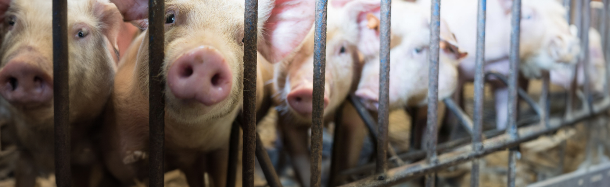 cochons derrière les barreaux d'une cage