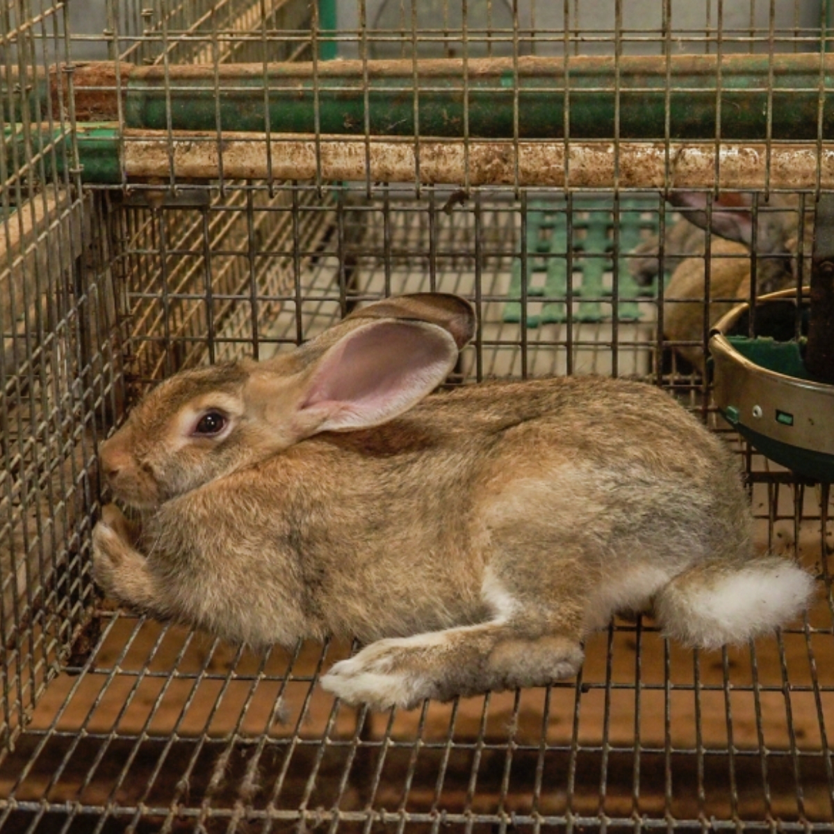 Lapin avec les oreilles en arrière, plaqué contre la grille d'une petite cage en métal