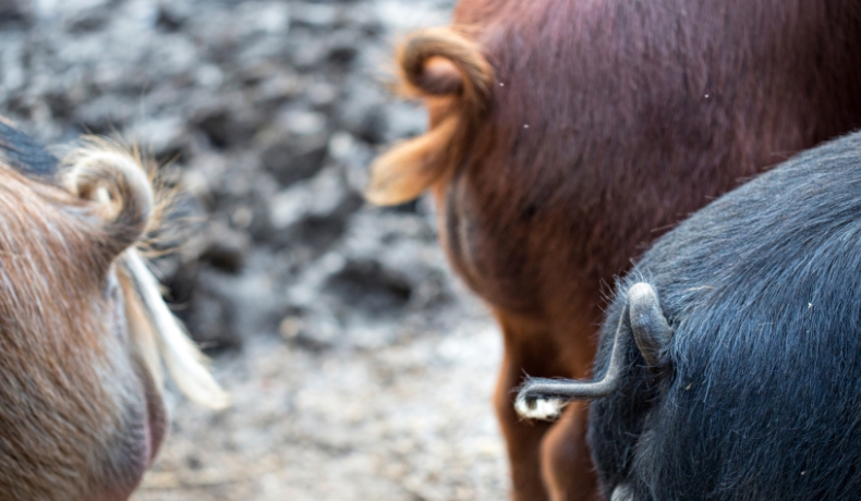 Trois derrières de cochons avec la queue en tire-bouchon, l'un étant beige, l'autre marron et le dernier noir