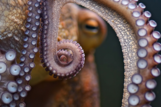 pieuvre avec gros plan sur les tentacules