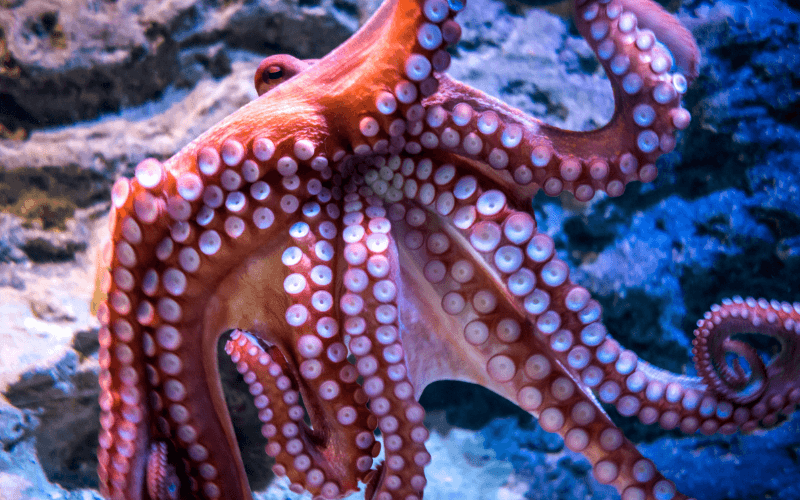 Tentacules de pieuvres dans la mer