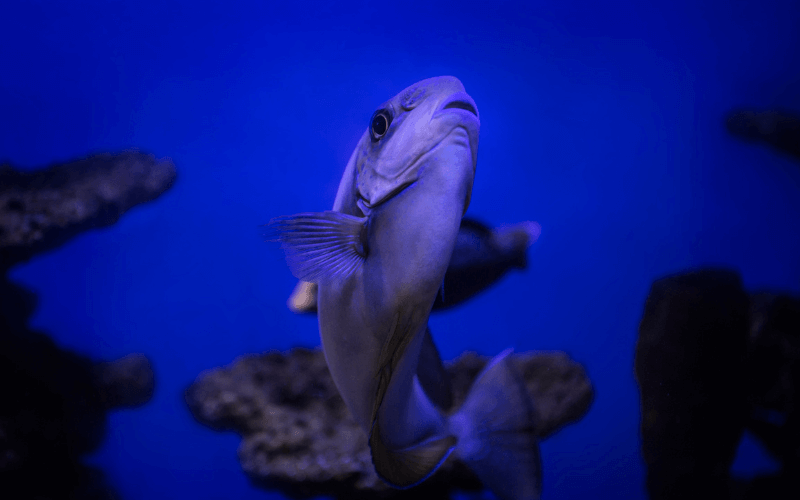 Poisson dans la mer regardant vers le ciel
