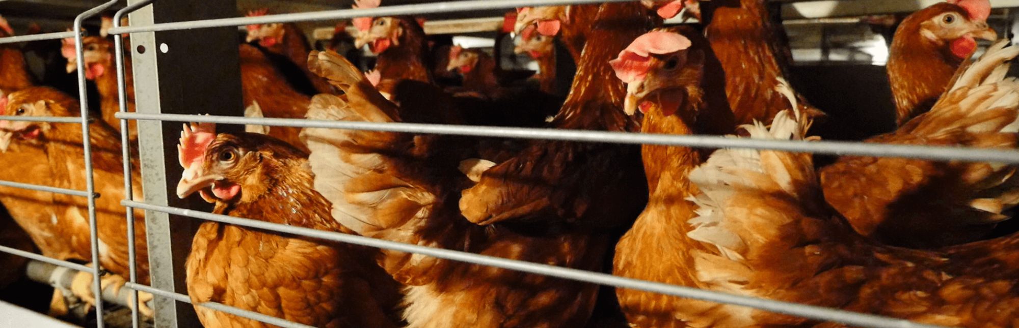 Poules en cage.