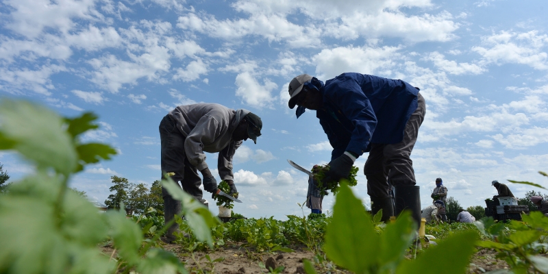 Migrant farm workers harvest produce at Pfenning's Organic Farms in New Hamburg, Ontario, in 2018. The farm owners would like their Jamaican workers afforded better pathways to becoming permanent residents and have open work permits that allow them to easily change employers.