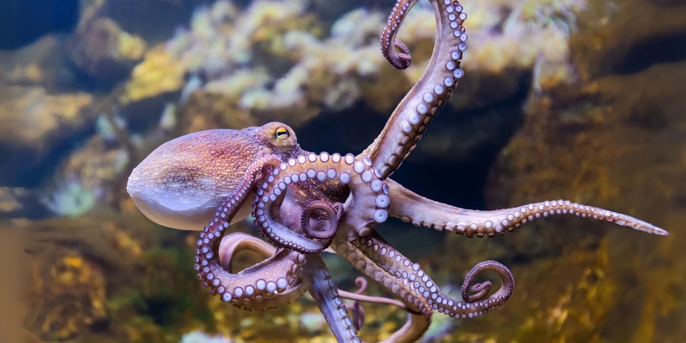 Een paarse octopus zwemt naar links, voorbij rotsen.