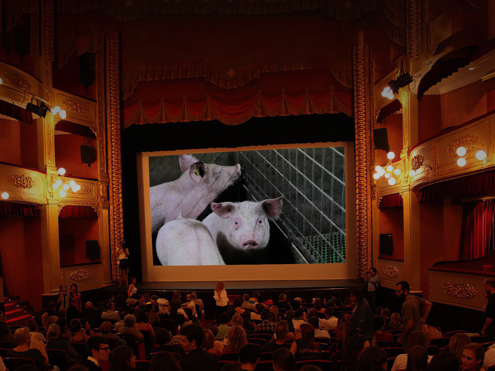 Bioscoopzaal met op het scherm beelden van varkens