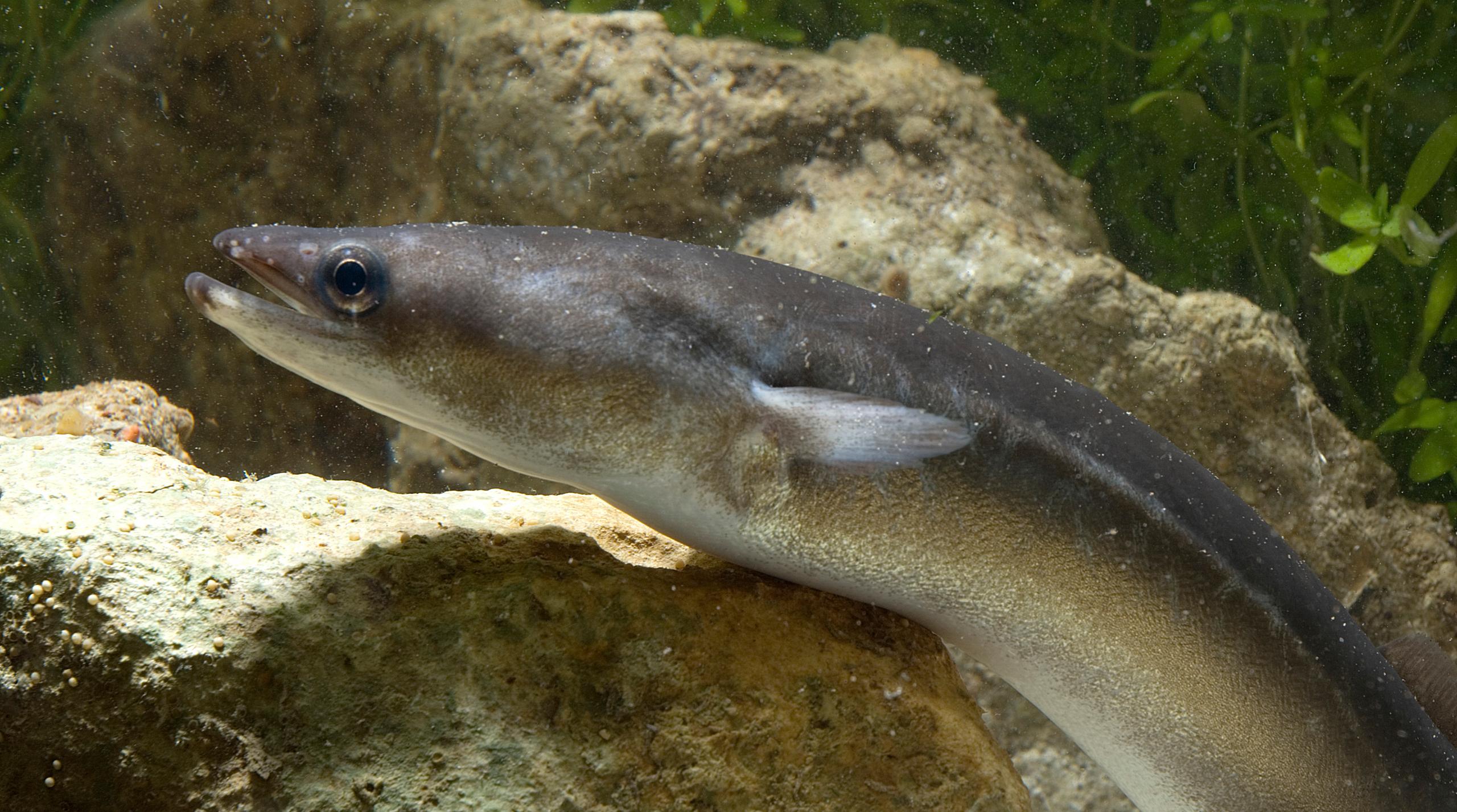 Ja, ik teken voor de paling