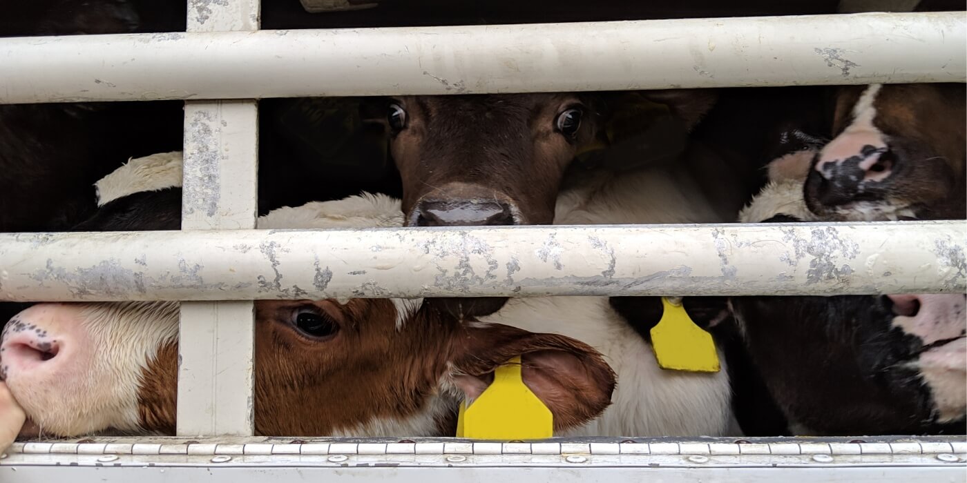 Kalfjes zitten dicht op elkaar gedrukt achter spijlen en kijken je aan.