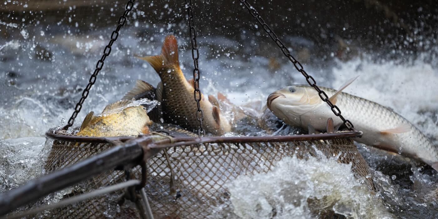Drie karpers spartelen terwijl zij met een net uit het water gehaald worden.