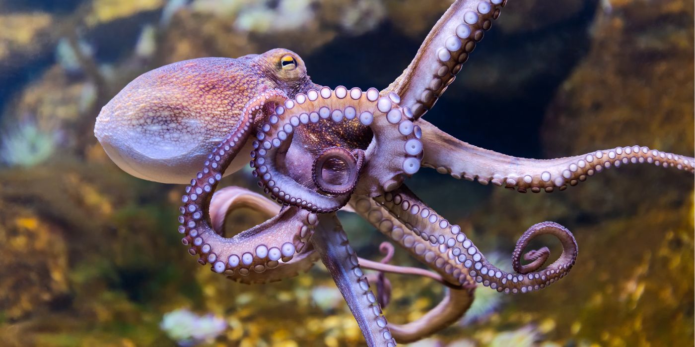 Paarse octopus met op de achtergrond bruine en zeegroene stenen.