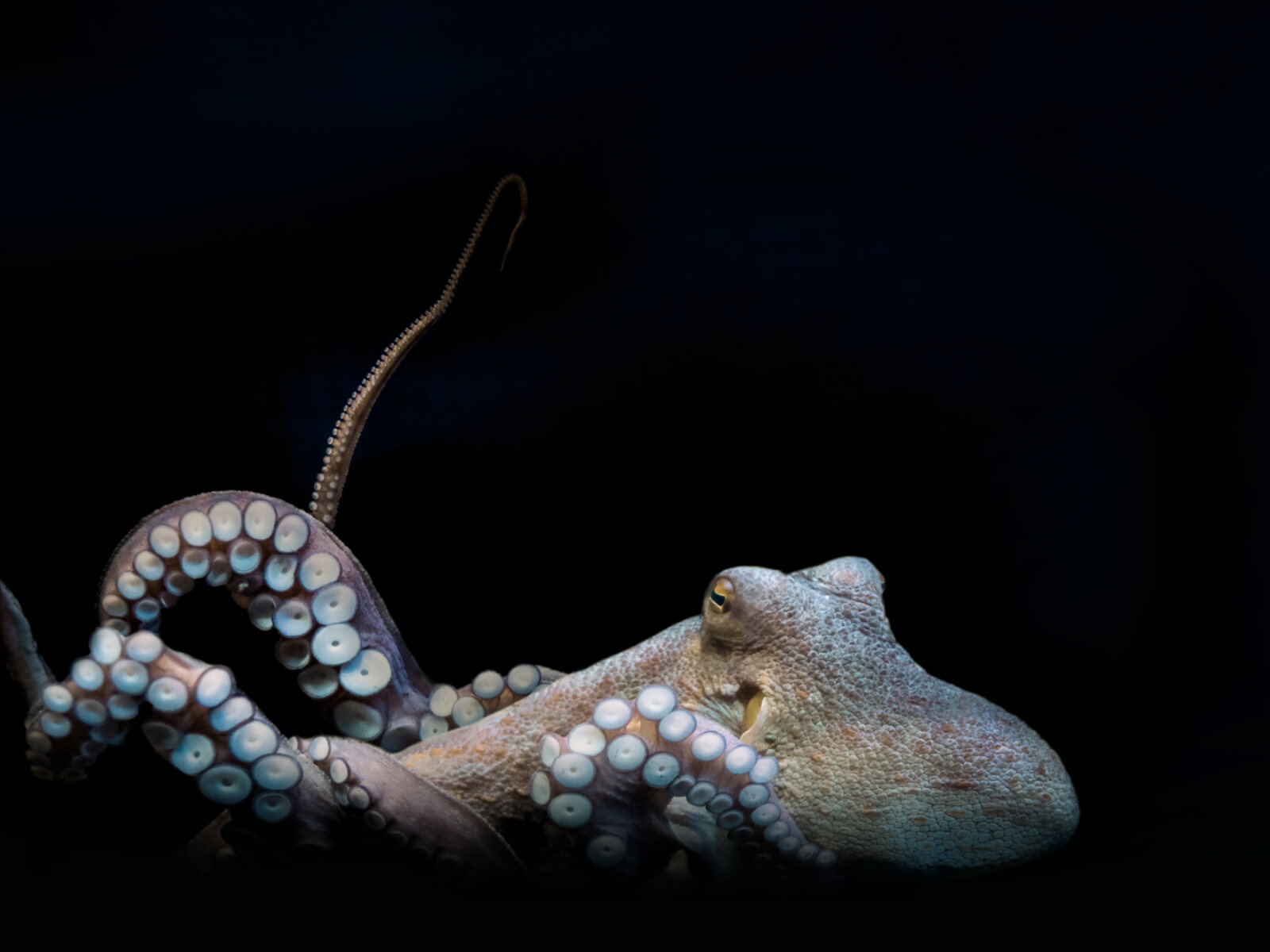 Een bruin-groene octopus zwemt vanaf links het beeld in.