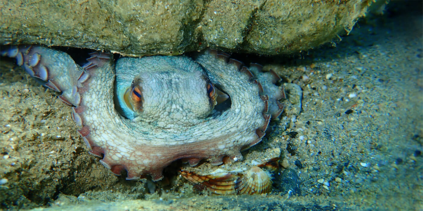 Een lichtgroene octopus gecamoufleerd tussen rotsen.