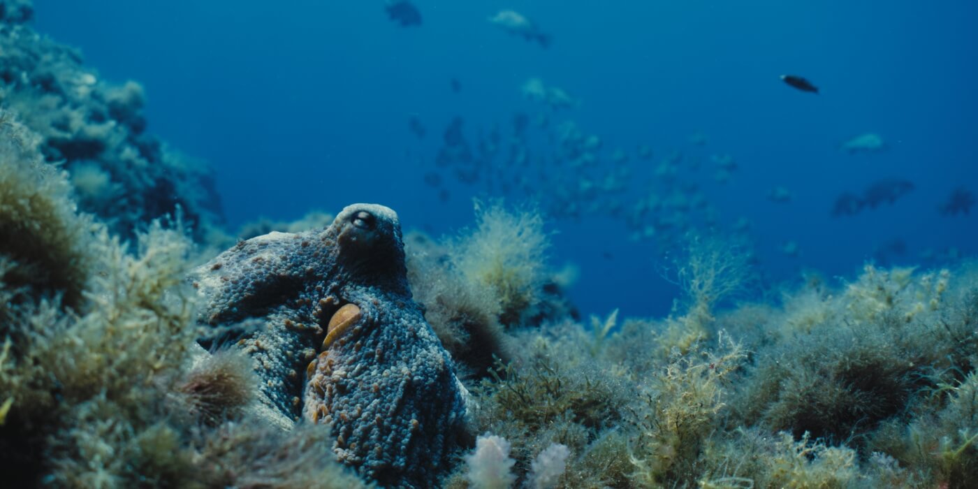 Een blauwe octopus zit gecamoufleerd tussen koraal.