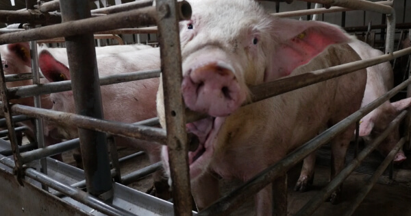 Stop de kooien - Stuur een protestmail voor de dieren