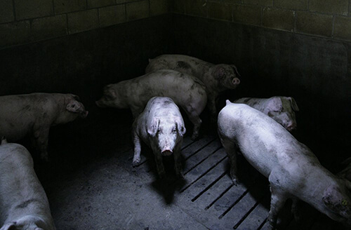 Varkens in een donkere stal