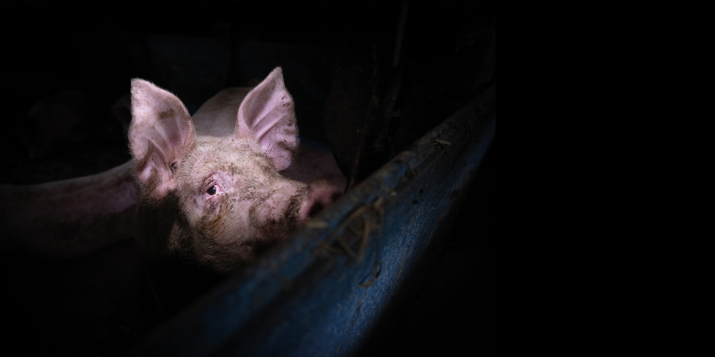 Een varken kijkt je angstig aan vanuit een donker hok.