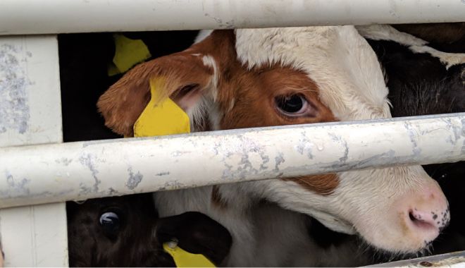 close up of a sows face in cage