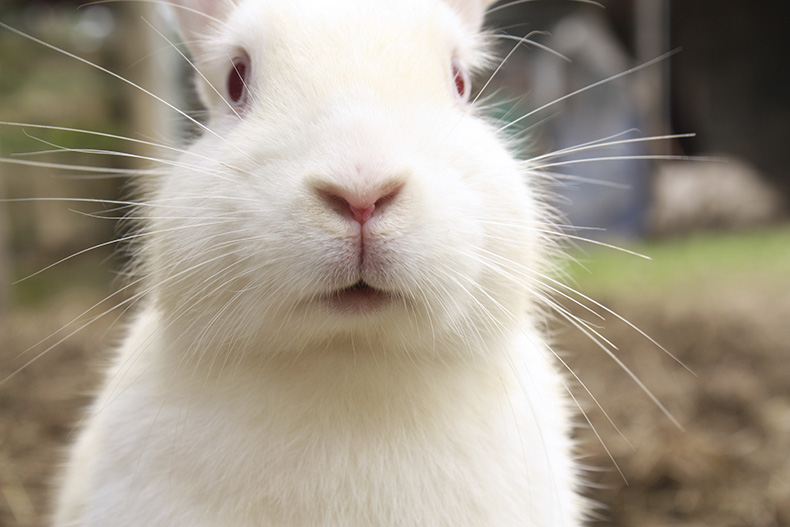 Close up van een wit konijn in een buitenomgeving.