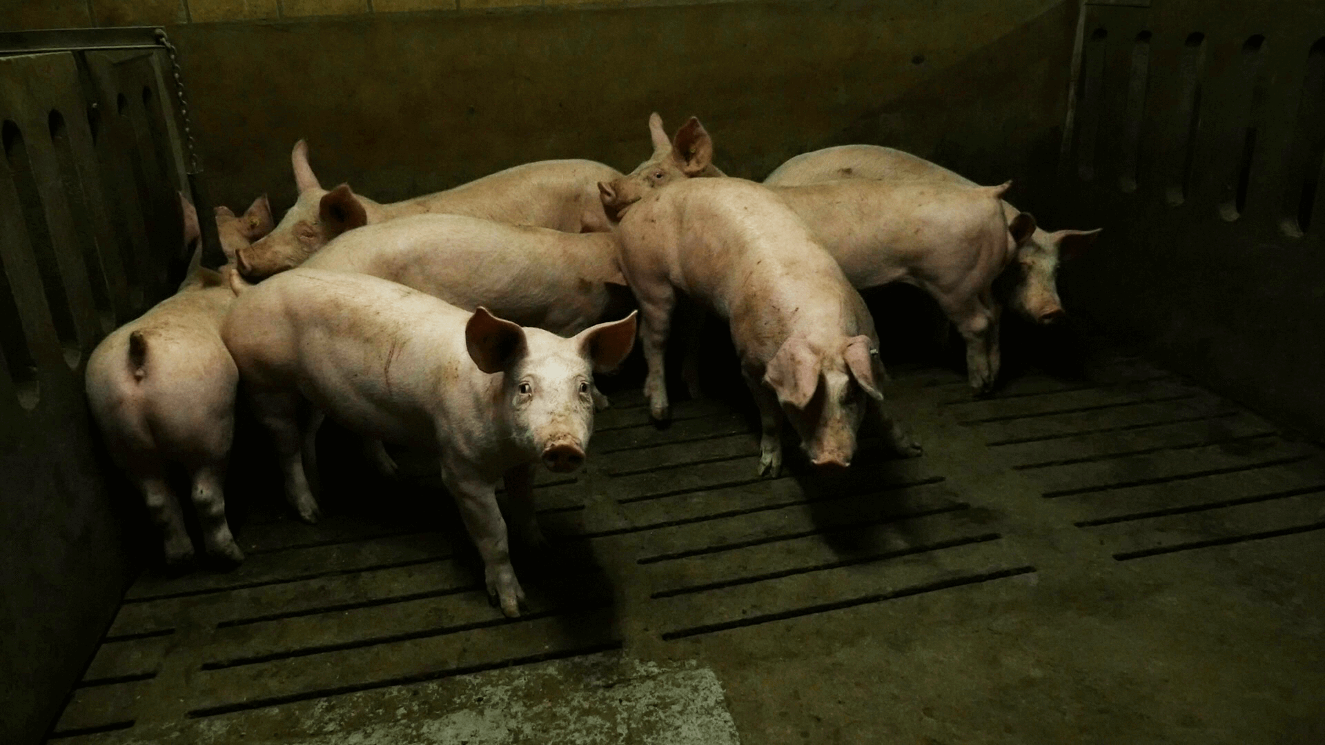 Varkens in een donkere schuur