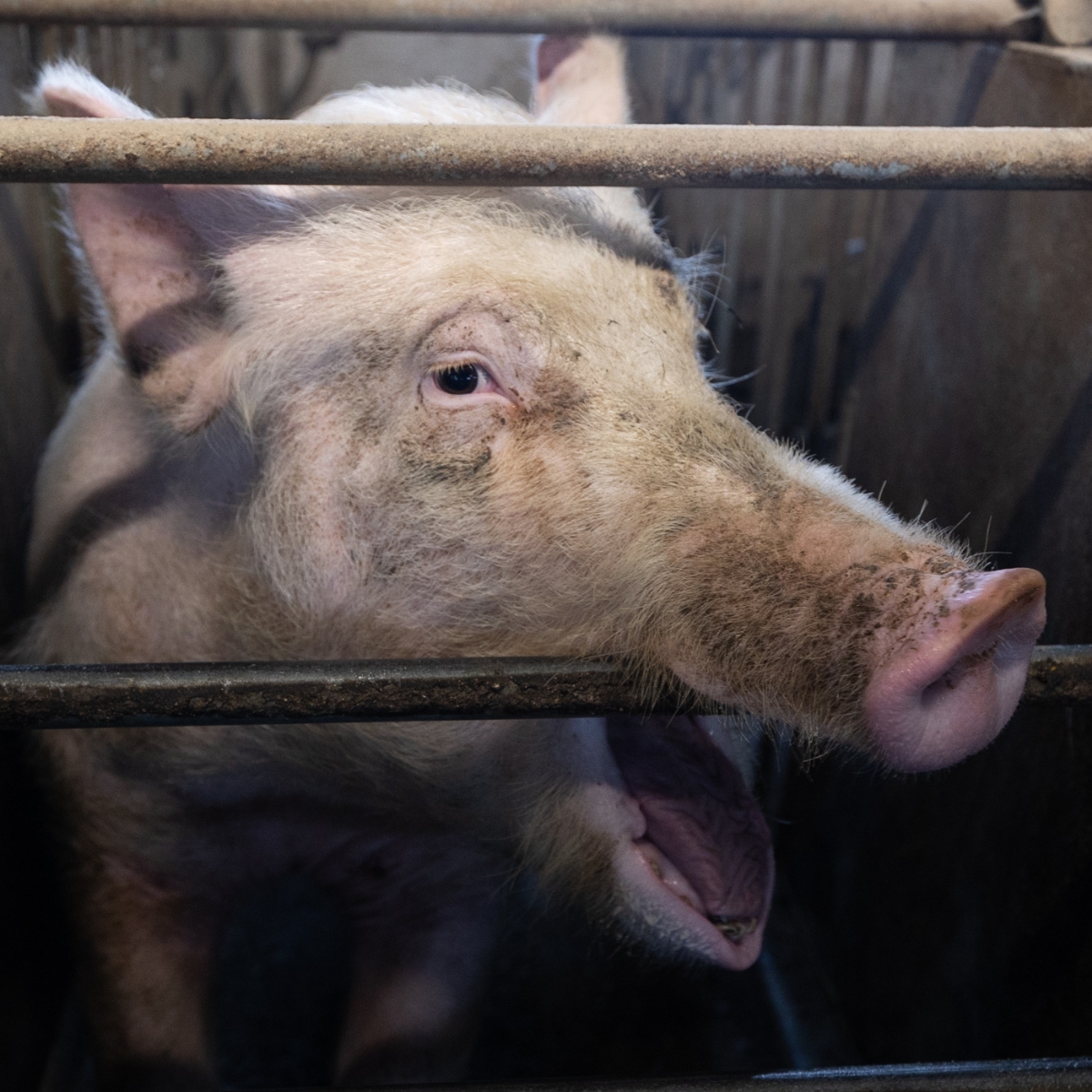 Close up van varken opgesloten in kooi, kijkt door tralies