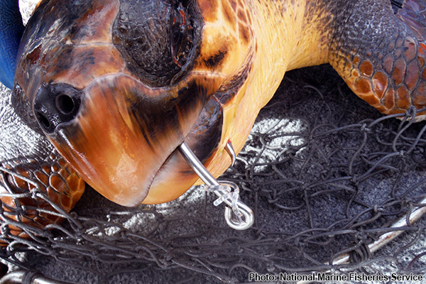 Conservation Efforts: Longline Fishing - Sea Turtle Camp