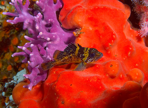 Act now: Ask Pacific fishery managers to increase protections for corals and other seafloor habitats | Kawika Chetron