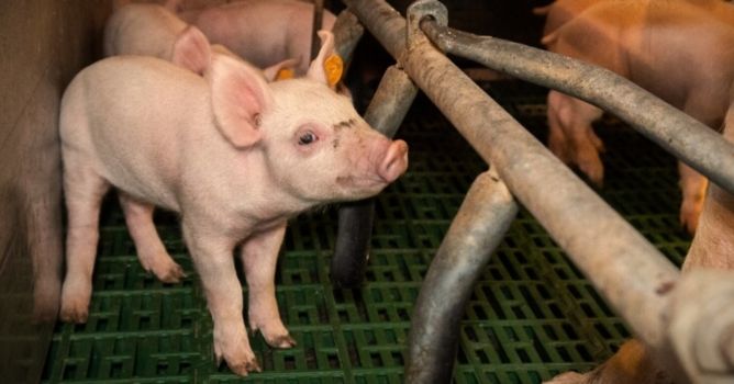 Un suino in gabbia che cerca di raggiungere sua madre dietro le sbarre