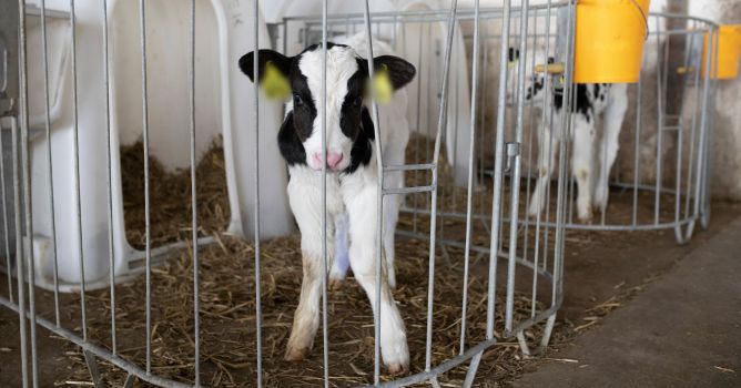 Un vitellino che guarda l'obiettivo da dietro le sbarre in cui è rinchiuso