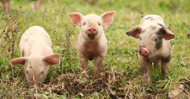 Dei suinetti che corrono felici su un prato verde e assolato