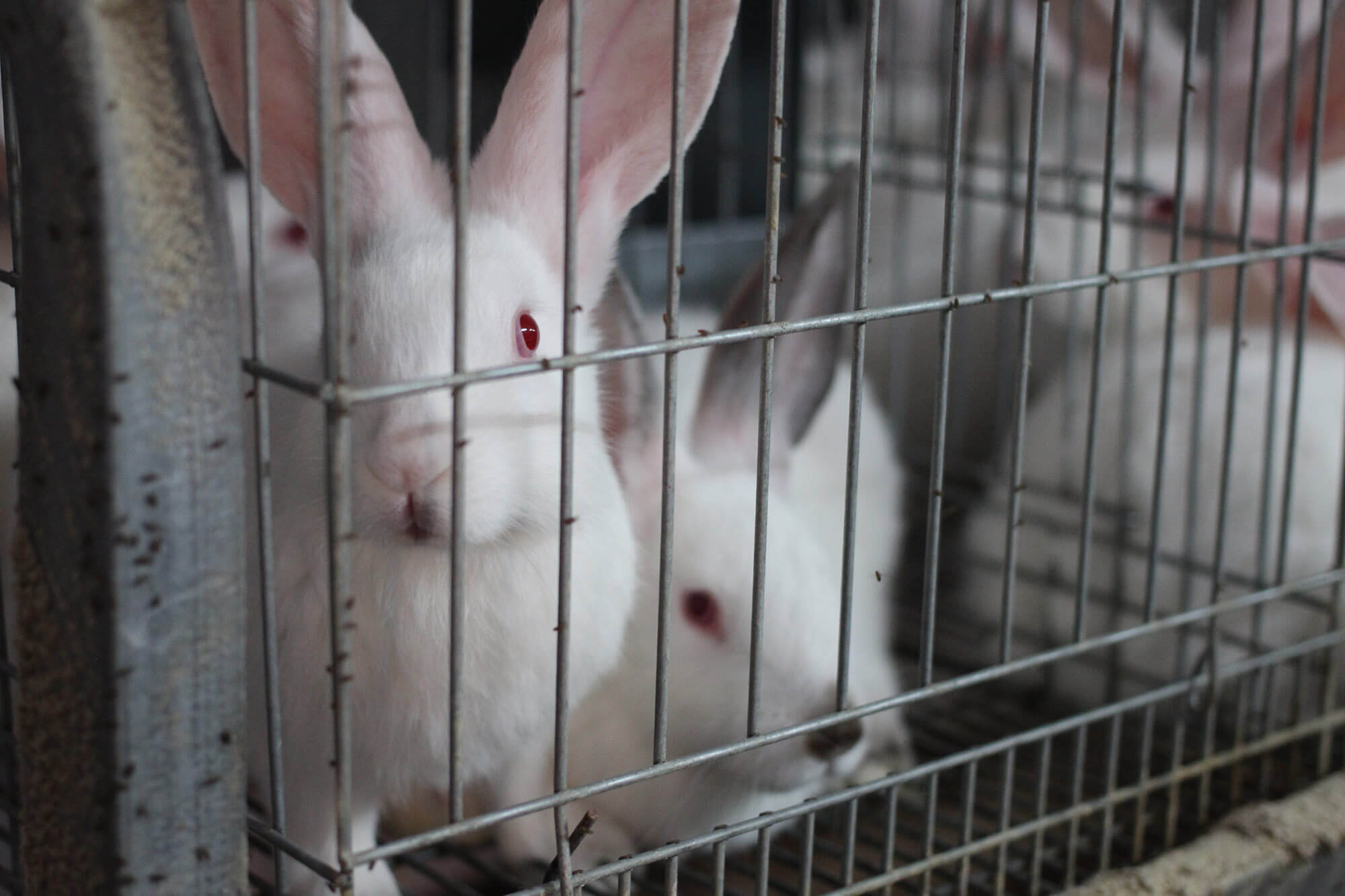 Conigli in gabbia