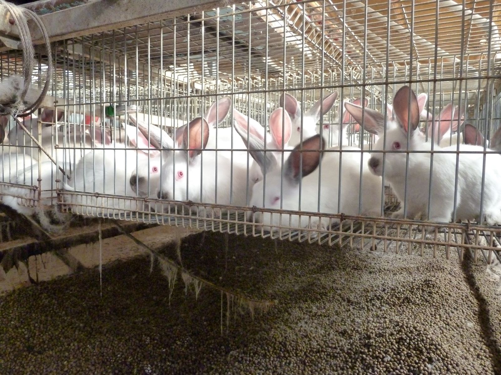 Conigli in gabbie di batteria in Spagna