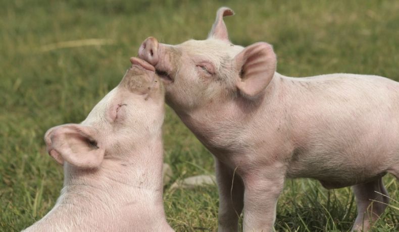 Un vitellino e sua madre su un prato verde che si coccolano