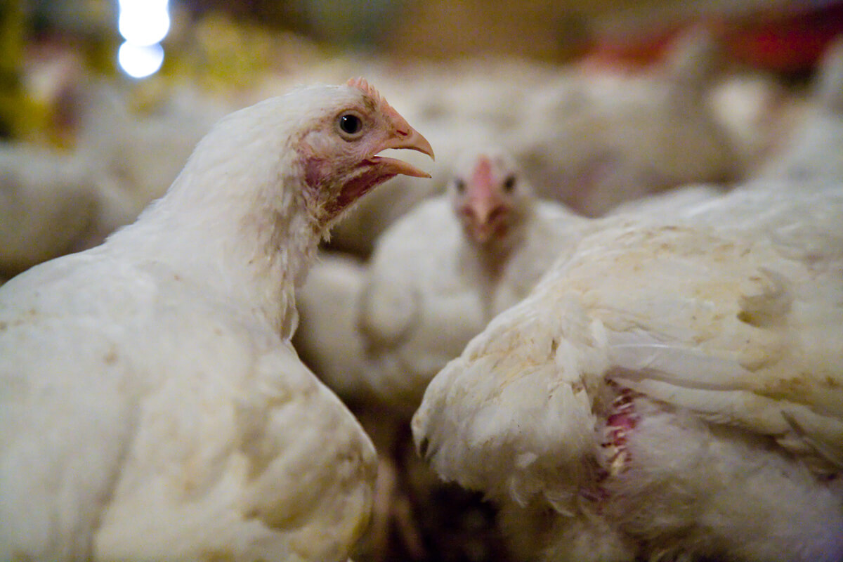 broiler in primo piano dentro un capannone