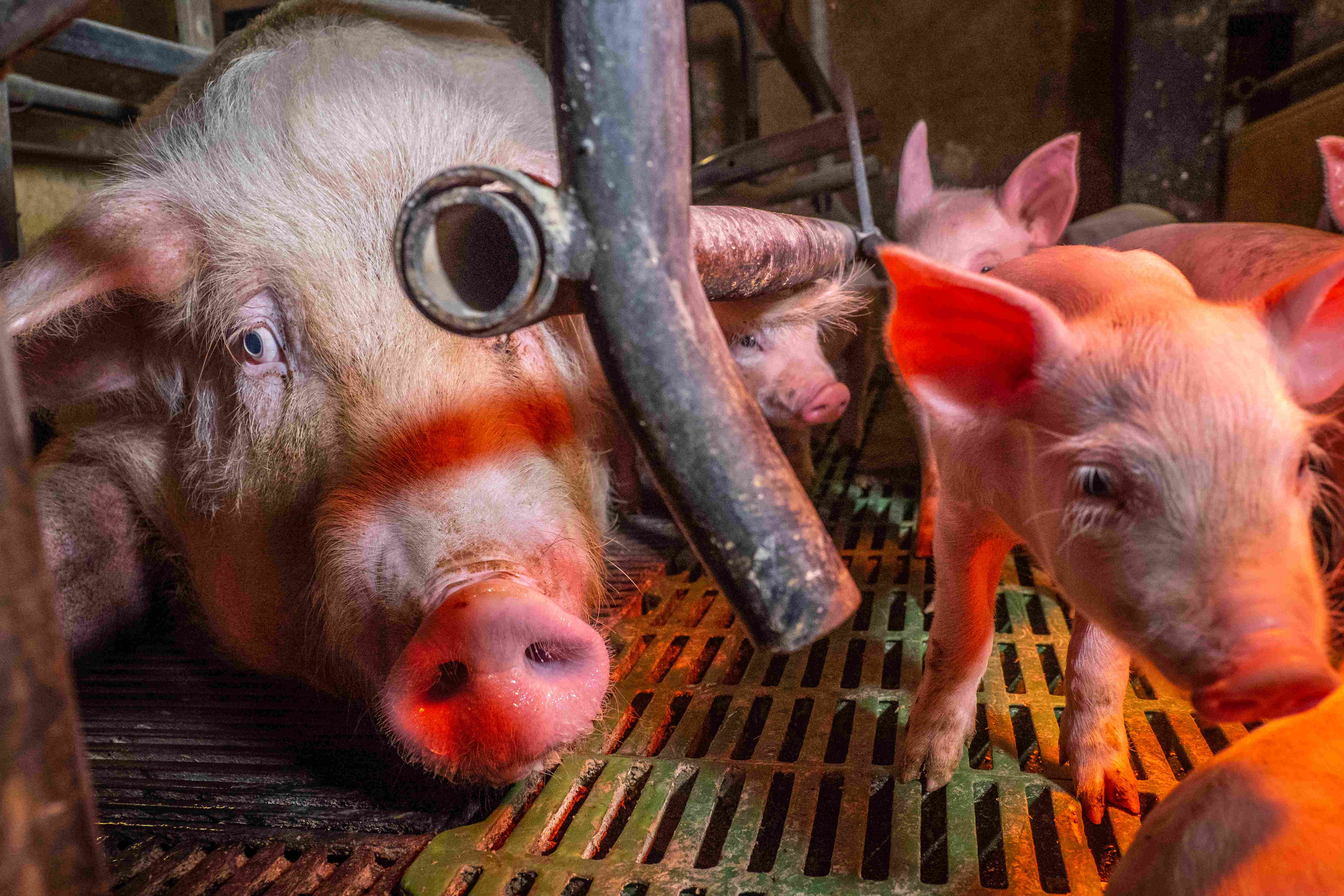 Scrofa che cerca di toccare i suoi cuccioli attraverso le sbarre della gabbia in cui è rinchiusa