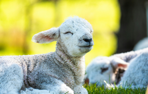 Agnellino felice sull'erba e dietro di lui un altro dorme