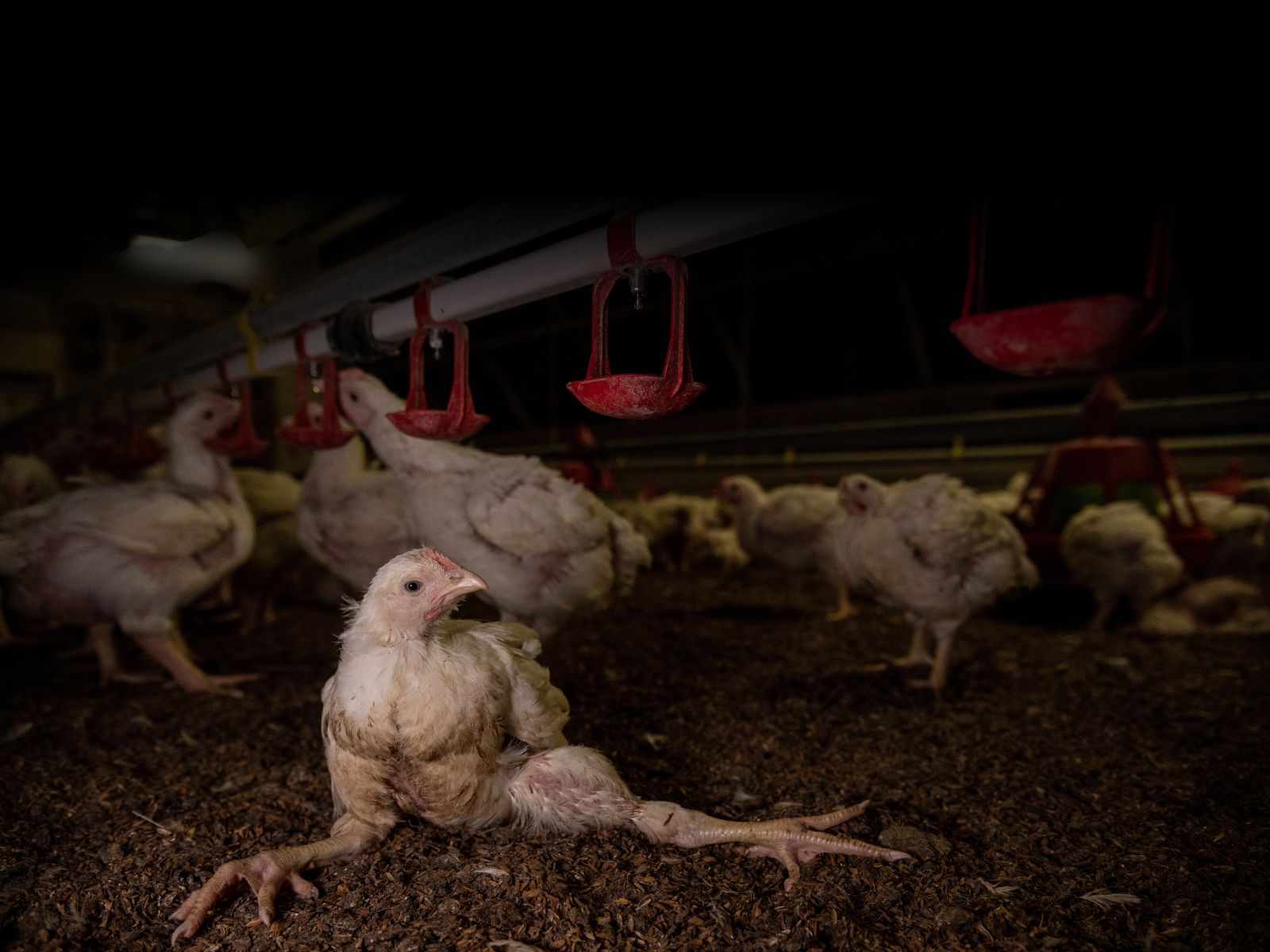 Pollo che giace malato sul pavimento di un allevamento intensivo