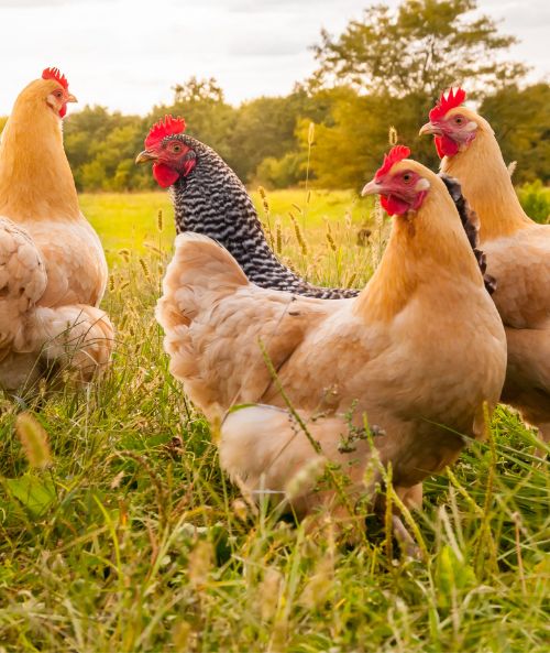 Due galline su un prato verde al tramonto