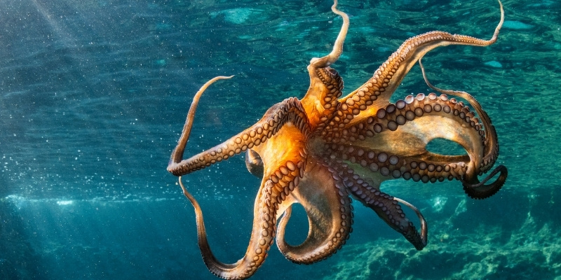Inquadratura dal basso di un polpo che nuota in mare.