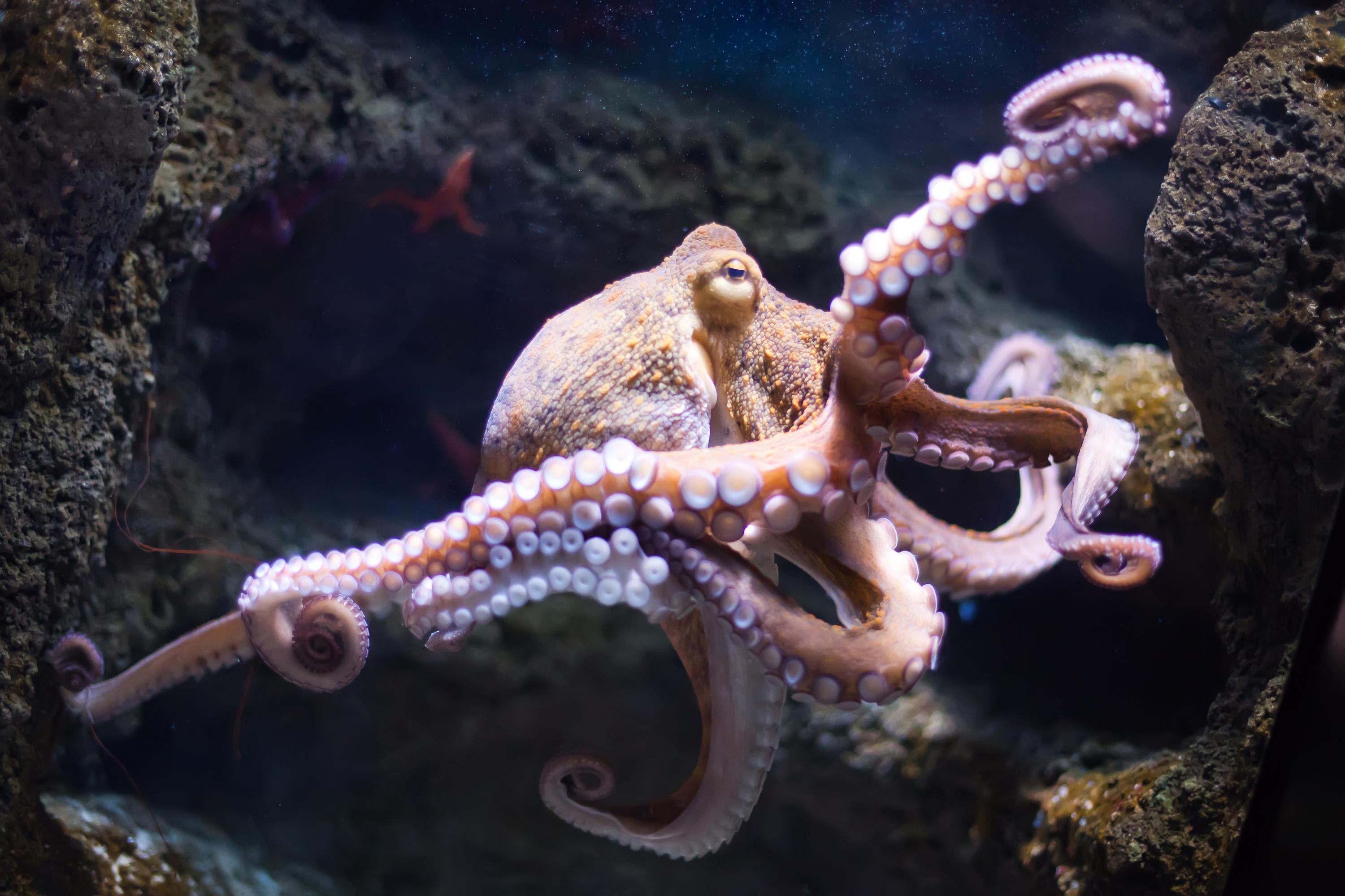Un polpo che nuota libero nell'oceano.